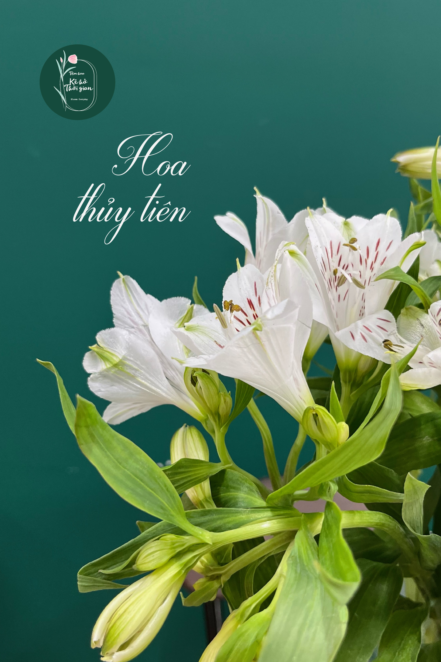 hoa thủy tiên cận cảnh-01 hoa thủy tiên cận cảnh-01