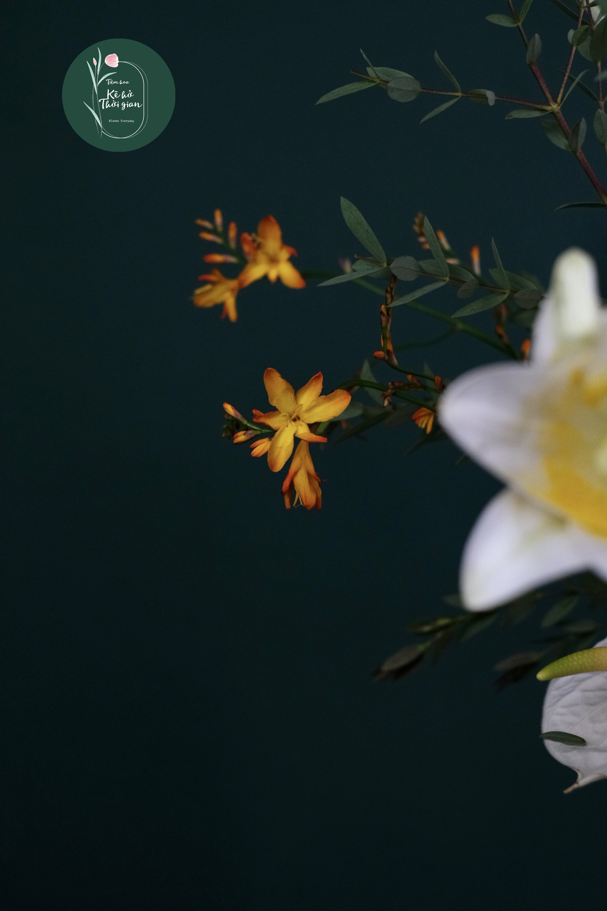 image1 copy image1 copy