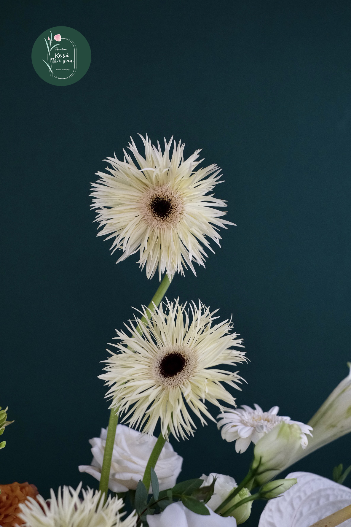 image2 copy image2 copy